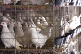 养100对肉鸽一年能挣多少钱，最精细肉鸽养殖成本与利润分析表2022