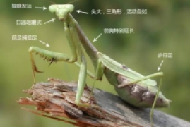 螳螂为什么要吃掉自己的配偶，雌螳螂捕食公螳螂的3个冷知识科普