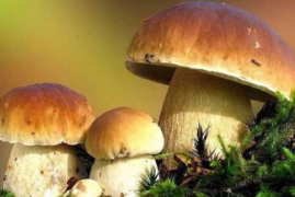火锅里黄色的蘑菇是什么菇类，菌汤火锅中的黄牛肝菌介绍和搭配食用方法