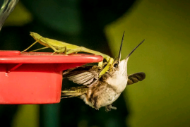 螳螂吃什么食物是益虫还是害虫，全世界最残忍的螳螂捕鸟进食过程曝光