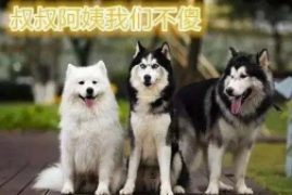 雪橇三傻是什么意思，公认的狗界三傻含义和智商排名