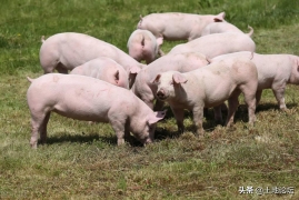 养20头猪一年能赚多少钱，最新养猪前景和成本利润分析2023