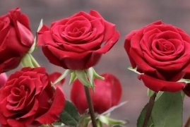 玫瑰花各种颜色代表的花语和寓意，千万别送错的5种颜色玫瑰代表意义