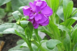 紫罗兰的寓意象征是什么，紫罗兰的花语传说和代表意义