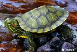 黄耳水龟喂什么食物最好养，新手必看的水龟饲养知识大全