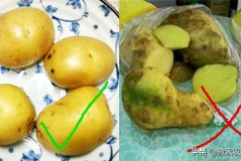 青土豆可以吃吗，最全科普土豆表皮变绿原因及安全食用方法
