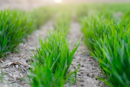 小麦年前浇好还是年后浇好，虫害少产量高的浇麦子最佳时间表