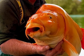 金鱼能长多大能活多少年，世界最大金鱼被钓上岸重量寿命曝光