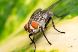 电蚊拍能电死苍蝇吗，快速消灭家里苍蝇的7个小妙招