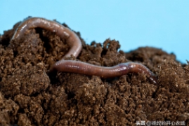 蚯蚓松土有什么好处，一文科普蚯蚓对土壤的3大好处贡献