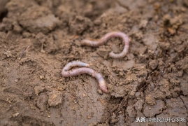 蚯蚓松土有什么好处，一文科普蚯蚓对土壤的3大好处贡献