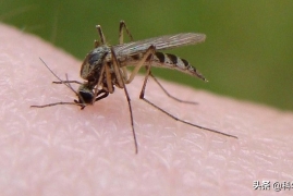 公蚊子吃什么食物，雄性蚊子生活习性知识科普