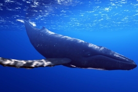 鲸鱼是哺乳动物吗用什么呼吸，一文科普鲸鱼的这些冷知识