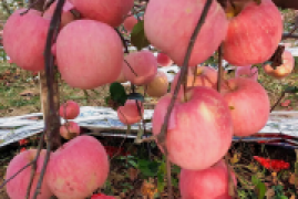 红富士苹果哪个产地好吃，全国最有名好吃的5个地方苹果排行