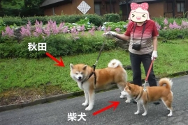 秋田犬和柴犬的区别，教你轻松分辨秋田犬和柴犬的区别附图解