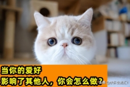 在家里养猫会不会很臭，江苏女子家中养十几只猫臭吐邻居事件
