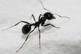 怎么灭蚂蚁最有效的方法，彻底清楚干净家中蚂蚁的小窍门