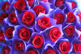 11朵玫瑰代表什么意思，一文了解不同数量玫瑰花不同含义大全