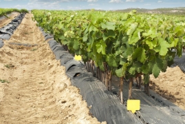 葡萄种植时间和方法，一文了解葡萄苗栽培的技术方法大全
