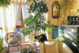 客厅摆放什么绿植最好，这6种树养客厅好养好看又旺家