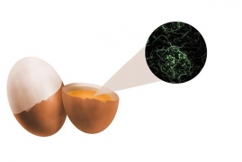 鸡蛋放在冰箱里面可以保鲜多久，吃鸡蛋前要弄明白的关于鸡蛋的5个真相