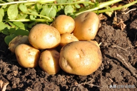 土豆的保存最佳方法是什么，亲测4种土豆保存法半年新鲜不长芽