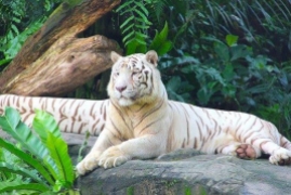 新加坡动物园门票多少钱一张，新加坡旅游必去的景点及门票价格
