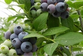 最好吃的蓝莓品种排名，盘点口感最好的蓝莓品种