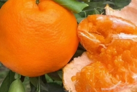 目前柑橘最好的品种有哪些，盘点销售最火的柑桔十大品种排名