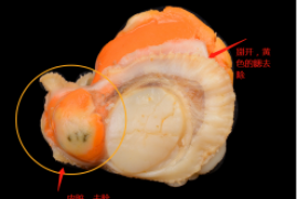 扇贝肉怎么处理干净，正确清洗扇贝的内脏详细图解