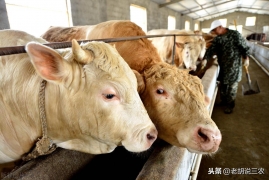 养10头牛一年的利润是多少，2023养牛的成本利润分析表